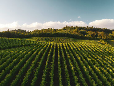 On International Wine Day, Discover the World’s Top 7 Wine Regions