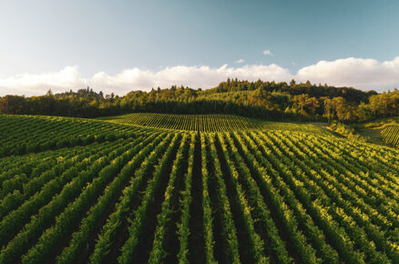 On International Wine Day, Discover the World’s Top 7 Wine Regions