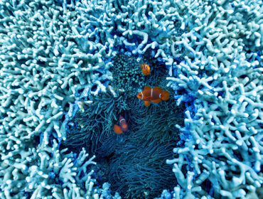 Australia: Protecting the Marine Life of 3 Oceans