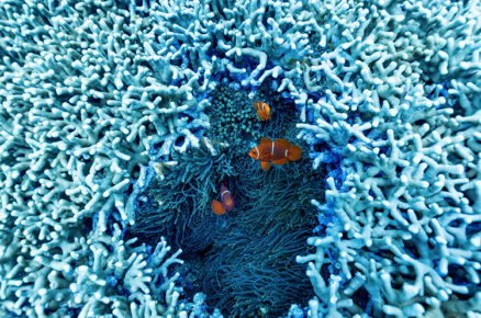 Australia: Protecting the Marine Life of 3 Oceans