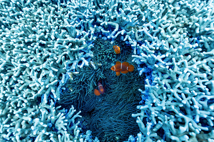 Australia Protecting the Marine Life of 3 Oceans-Cover Image