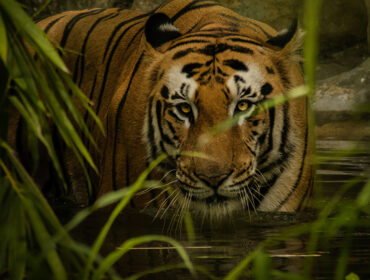 Tiger, Tiger Burning Bright!