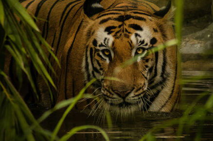 Tiger, Tiger Burning Bright!