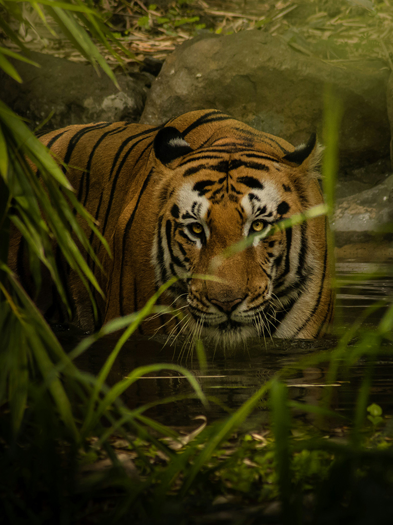 Tiger, Tiger Burning Bright!-Cover Image