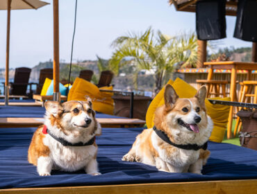 Pets on Tour: Five Purr-fect Vacations for Your Four-Legged Friends