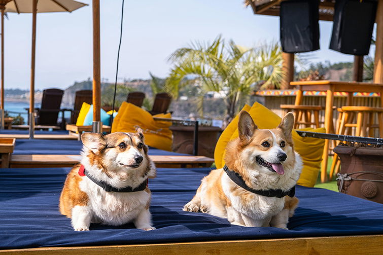 Pets on Tour Five Purr-fect Vacations for Your Four-Legged Friends-Cover Image
