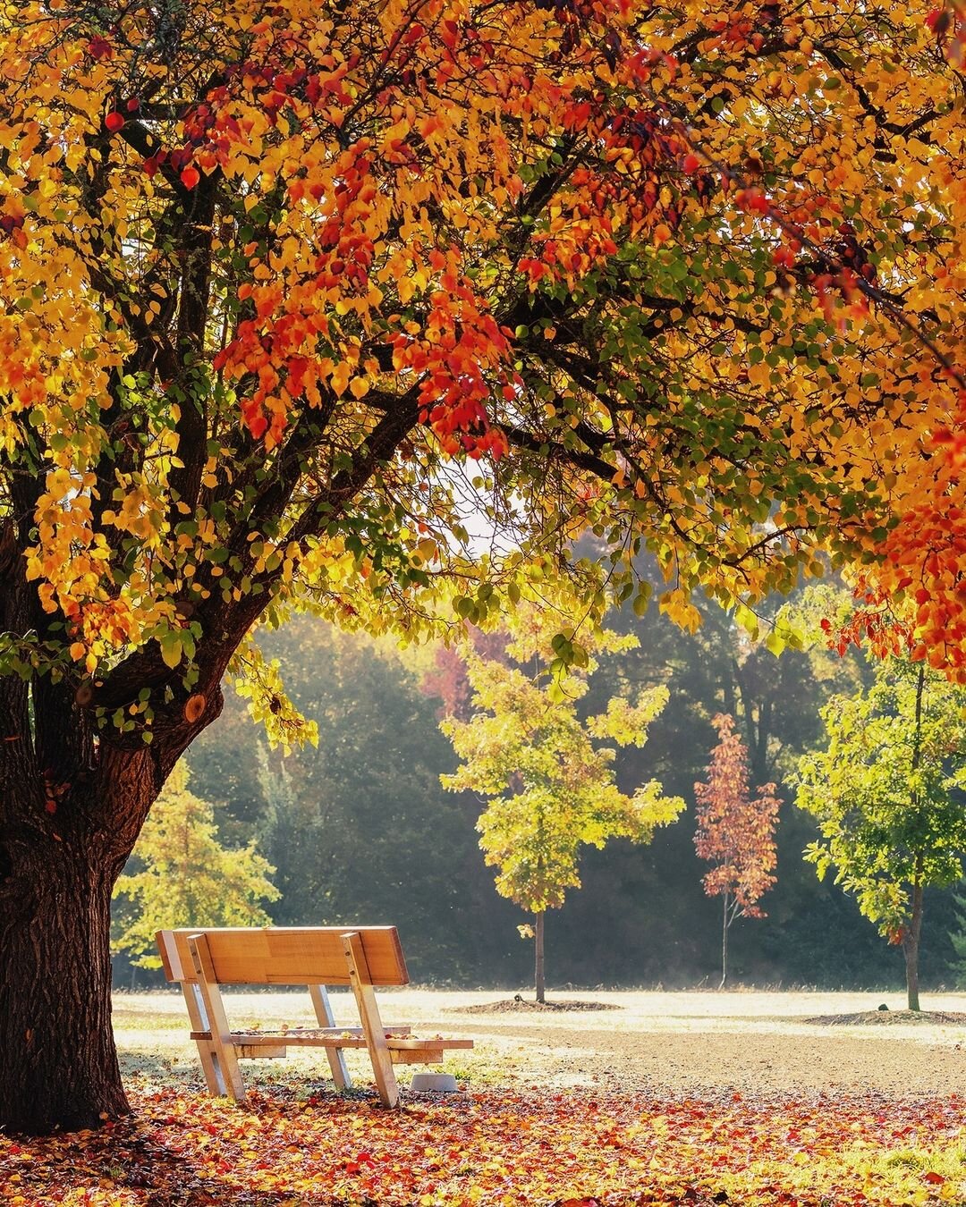 Experience ‘Every Bit Different’ in Victoria, Australia-Cover Image
